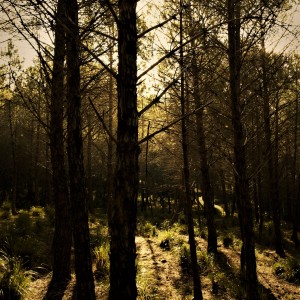 ombre nel bosco